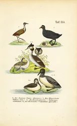 Uccelli acquatici con jacana, folaga eurasiatica, svasso maggiore e limanda comune