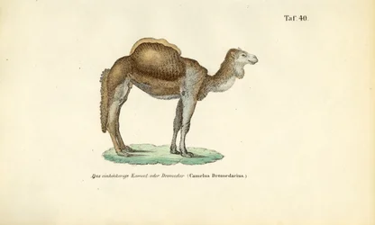 Cammello arabo o dromedario