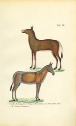 Cavalli selvatici asiatici: Dziggetai e Onager