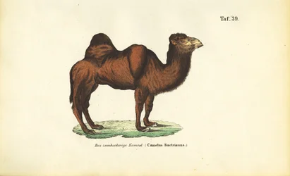 Cammello bactriano