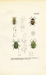Specie di coleotteri con viste morfologiche dettagliate