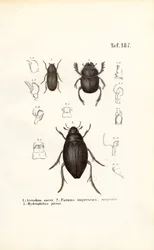Coleotteri delle famiglie Scarabaeidae e Hydrophilidae con dettagli anatomici