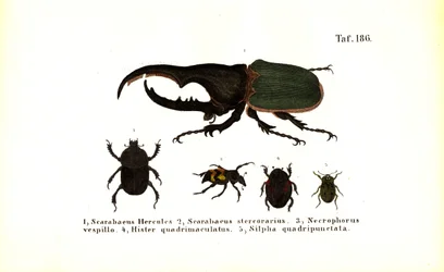 Coleotteri delle famiglie Scarabaeidae e Silphidae
