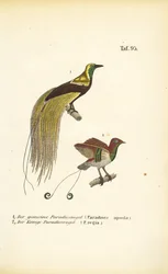 Uccelli di paradiso della Nuova Guinea