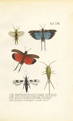Cavalletta dalle ali blu, cavalletta dalle ali rosse e altri insetti