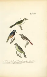 Usignolo di Bonelli e codirosso comune