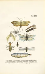 Caddisflies, Stoneflies e Termites con gli stadi di sviluppo