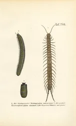 Millepiedi, millepiedi e cocciniglia