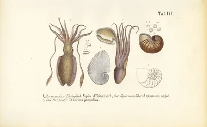 Cefalopodi: Seppia, Nautilus di carta e Nautilus a camera