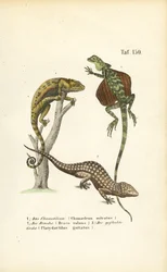 Camaleonte, Drago volante e Geco di Tokay