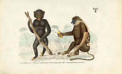 Scimpanzé e scimmia proboscide