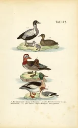 Edredone comune, anatra mandarina e Merganser comune