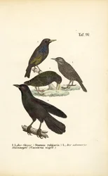 Storno comune e cacico nero solitario