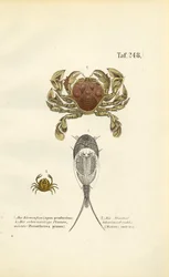 Crostacei e gamberi girini