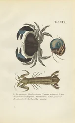 Diverse specie di crostacei marini