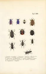 Diversità delle specie di coleotteri europei