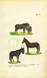 Asino domestico, mulo e bardotto