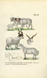 La pecora domestica e le sue razze