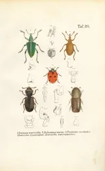 Specie di coleotteri economicamente rilevanti