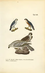 Sparviero eurasiatico e girfalco