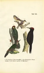 Torcicollo eurasiatico, Picchio verde europeo e Picchio nero