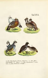 Specie europee di gallo cedrone e starne
