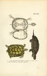 Tartaruga di stagno europea e tartaruga greca