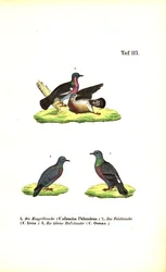 Piccioni selvatici europei