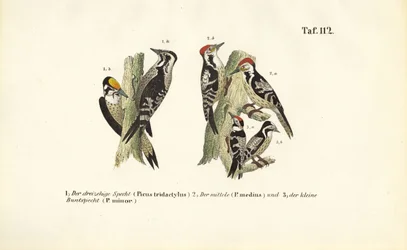 Specie di picchio europeo