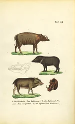 Specie suine esotiche: Babirusa, Pecari dal collare e Pecari dalle labbra bianche