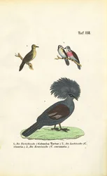Specie esotiche di piccione e piccione coronato della Victoria