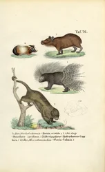 Roditori esotici
