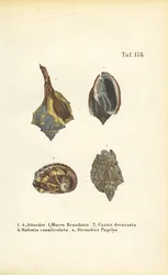 Lumache di mare esotiche