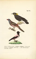 Uccelli esotici dell
