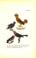 Uccelli esotici del Sud America