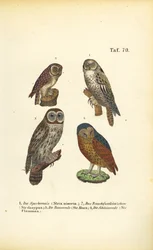 Quattro specie di gufi europei