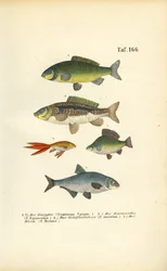 Pesce d