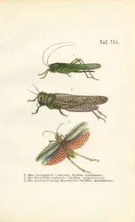 Grillo verde maggiore, locusta migratoria e cavalletta dalle ali rosse