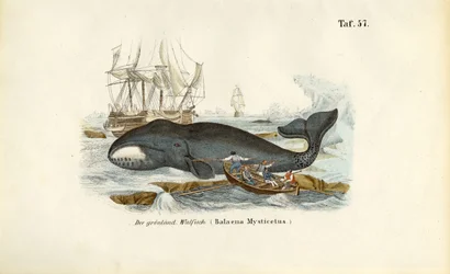 Caccia alla balena della Groenlandia