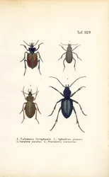 Coleotteri terrestri delle famiglie Carabidae e Platyninae
