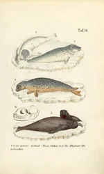 Foca di porto e Foca elefante