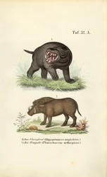 Ippopotamo e facocero