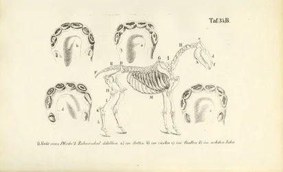 Anatomia del cavallo: sviluppo dello scheletro e dei denti