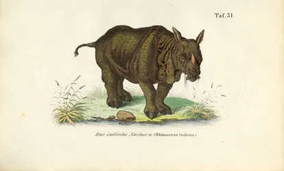 Rinoceronte indiano