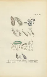 Infusori: Paramecium, Stentor e altri ciliati