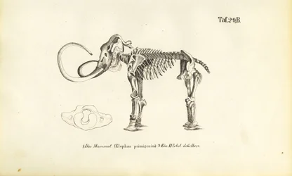 Scheletro di mammut