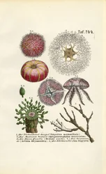 Invertebrati marini e cnidari