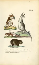 Marsupiali dell