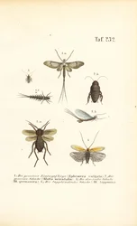 Effimere e scarafaggi