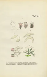 Rotiferi microscopici: Brachionus, Ichthyidium, Chaetonotus e Melicerta